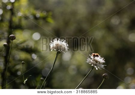 Flower Of Cephalaria Leucantha