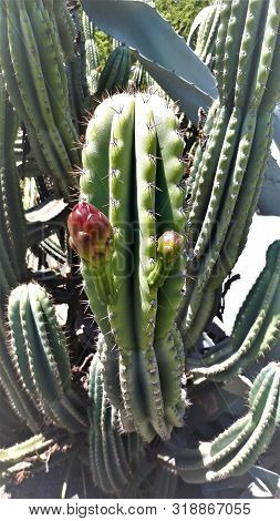 Cactus Del Desierto Chileno Crecimiento En Arbol