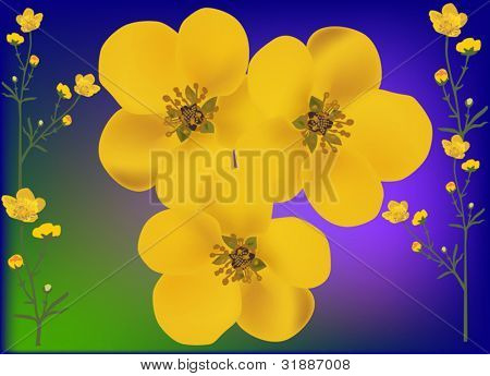 illustration med gyldne Ranunkel blomster