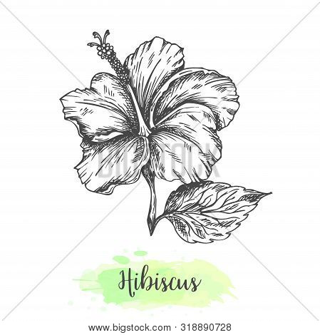 Hand Drawn Hibiscus Flowers. Floral Background Isolated On White. Vector Illustration In Vintage Sty