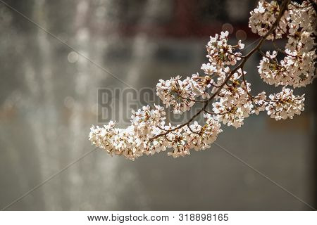 Cherry Blossom Or Beotkkot Flower In Korean Language During Spring Season At Songpanaru Park Surroun