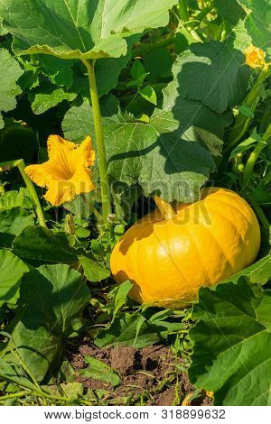 Fresh Ripe Organic Pumpkin On The Green Grass Outdoors. Autumn And Summer Harvest Concept. Biofarm A