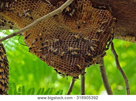 Closeup Huge Beehive Of Giant Honey Bees On A Branch, Selective Focus