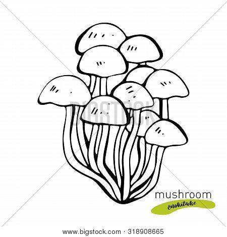 Enokitake Mushroom Hand Drawn Vector Illustration. Sketch Food Drawing Isolated On White Background.