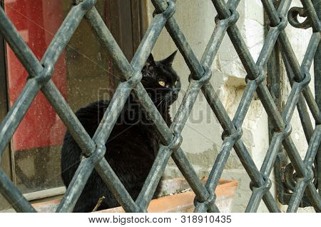 A Black Cat Sitting In A Flower Trough And Staring Through Some Formidable Metal Bars Outside A Grou