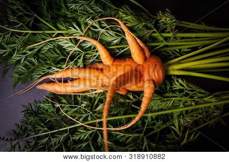 A Strange Funny-shaped Carrot With Tops On A Dark Background. Vegetable Crop Concept. Minimalism, To