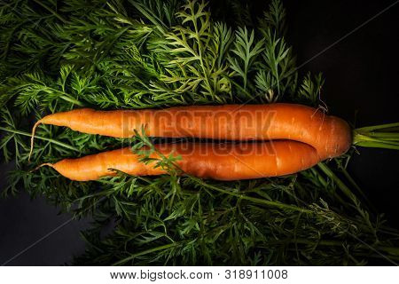 A Strange Funny-shaped Carrot With Tops On A Dark Background. Vegetable Crop Concept. Minimalism, To