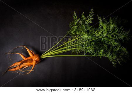 A Strange Funny-shaped Carrot With Tops On A Dark Background. Vegetable Crop Concept. Minimalism, To
