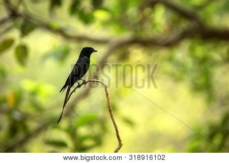 Black Drongos (dicrurus Macrocercus) Sitting On Branch, Native To The Indian Subcontinent, Wildlife 