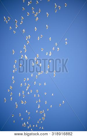 Flock Of Corella Birds.