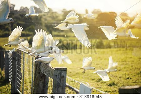 Flock Of Corella Birds.