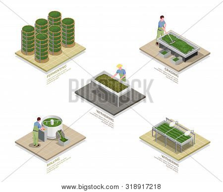 Tea Industry Production Process 5 Isometric Infographic Elements Set With Withering Rolling Oxidizin