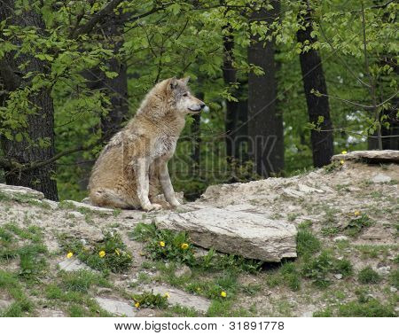 Loup gris assis sur une petite colline