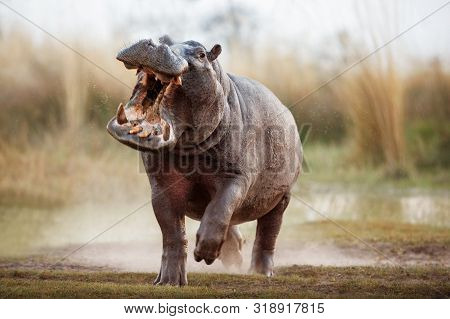 Aggressive Hippo Male Attacking The Car. Huge Hippo Male Intimidating The Opponent. Wild Animal In T