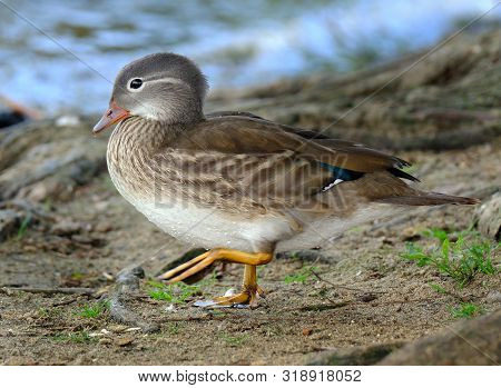 Female Mandarin Duck. The Mandarin Duck Is A Perching Duck Species Native To East Asia. It Is Medium