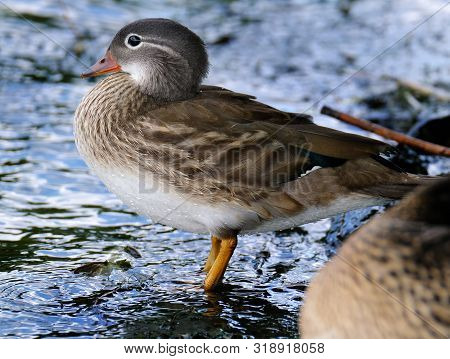 Female Mandarin Duck. The Mandarin Duck Is A Perching Duck Species Native To East Asia. It Is Medium