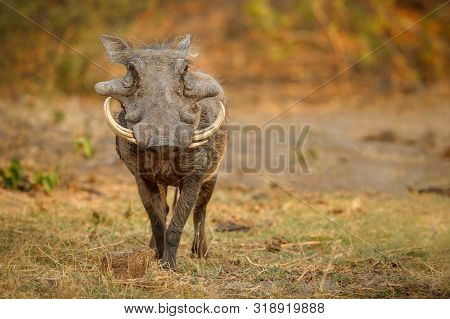 Great African Warthog. Huge Wild Boar Male In Front Of The Camera. Wildlife Scene With Dangerous Ani