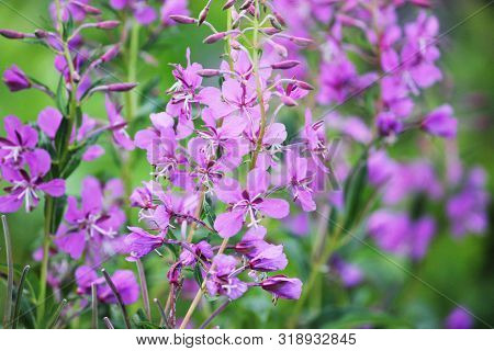 Field Of Blooming Sally Flowers. Purple Alpine Fireweed. Blossom, Meadow.