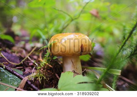 Russula Mushroom Grows In The Forest Among Moss And Plants. Forest Autumn Harvest. Close-up, Bright 
