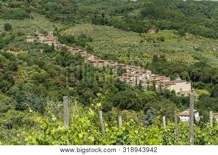 Hills Near Collodi, Lucca, Tuscany, Italy, At Early Summer. Vineyards