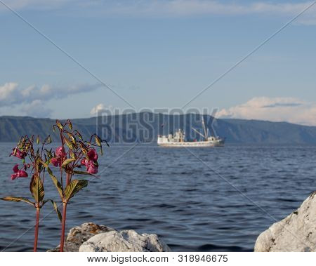 View Of Lake Baikal Near City Of Slyudyanka, Irkutsk Region, Russia. In Foreground Are Pink Flowers 