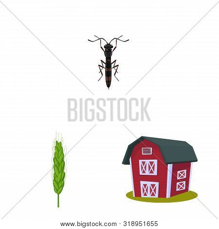 Isolated Object Of Wheat And Corn Icon. Set Of Wheat And Harvest Vector Icon For Stock.