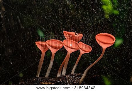 Small Colorful Mushrooms In The Forest Called Red Cup Mushrooms Or Champagne Mushrooms Or Cookeina S