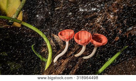 Small Colorful Mushrooms In The Forest Called Red Cup Mushrooms Or Champagne Mushrooms Or Cookeina S