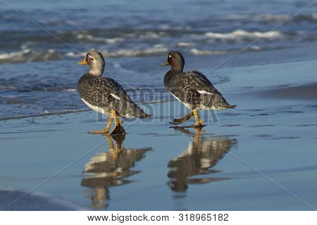 Falkland Steamer Ducks (tachyeres Brachypterus) On A Sandy Beach On Sea Lion Island In The Falkland 