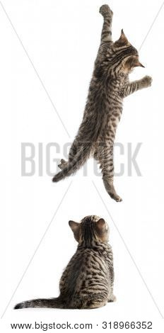Funny cats hanging and sitting isolated on white