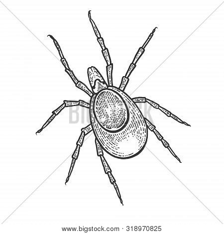 Mite Insect Sketch Engraving Vector Illustration. Scratch Board Style Imitation. Black And White Han
