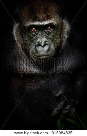 Dark Poster Female Gorilla. Portrait Monkey Gorrila In Black Colour. Photo From Animal Live.