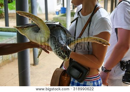 A Young Girl Holds A Big Turtle In Her Hands. Turtle Rescue Center. Turtle Farm In Sri Lanka