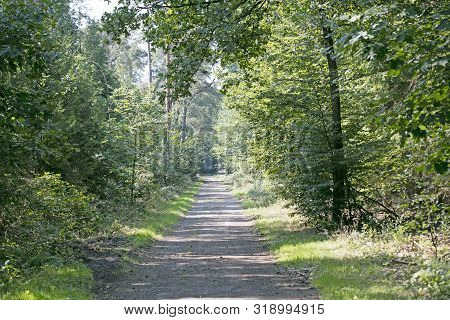 Old Road In Wild Green Forest Fifty Megapixels High Quality Prints Dorsten Rhade