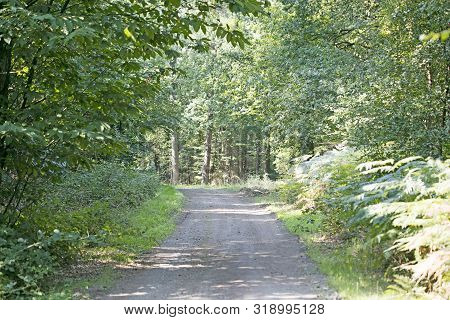 Old Road In Wild Green Forest Fifty Megapixels High Quality Prints Dorsten Rhade