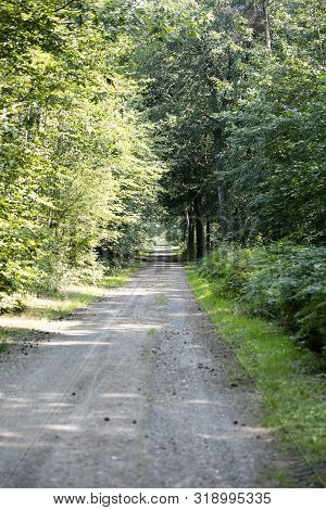 Old Road In Wild Green Forest Fifty Megapixels High Quality Prints Dorsten Rhade