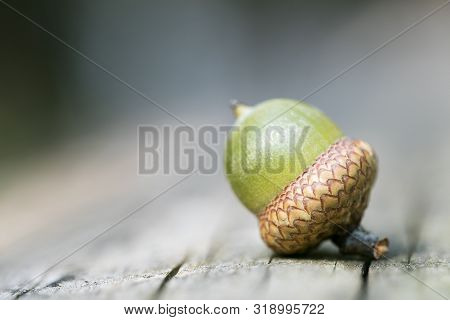 Wild Fruits Close Up Fifty Megapixels Quercus Robur Family Fagaceae Ice Age Mania High Quality