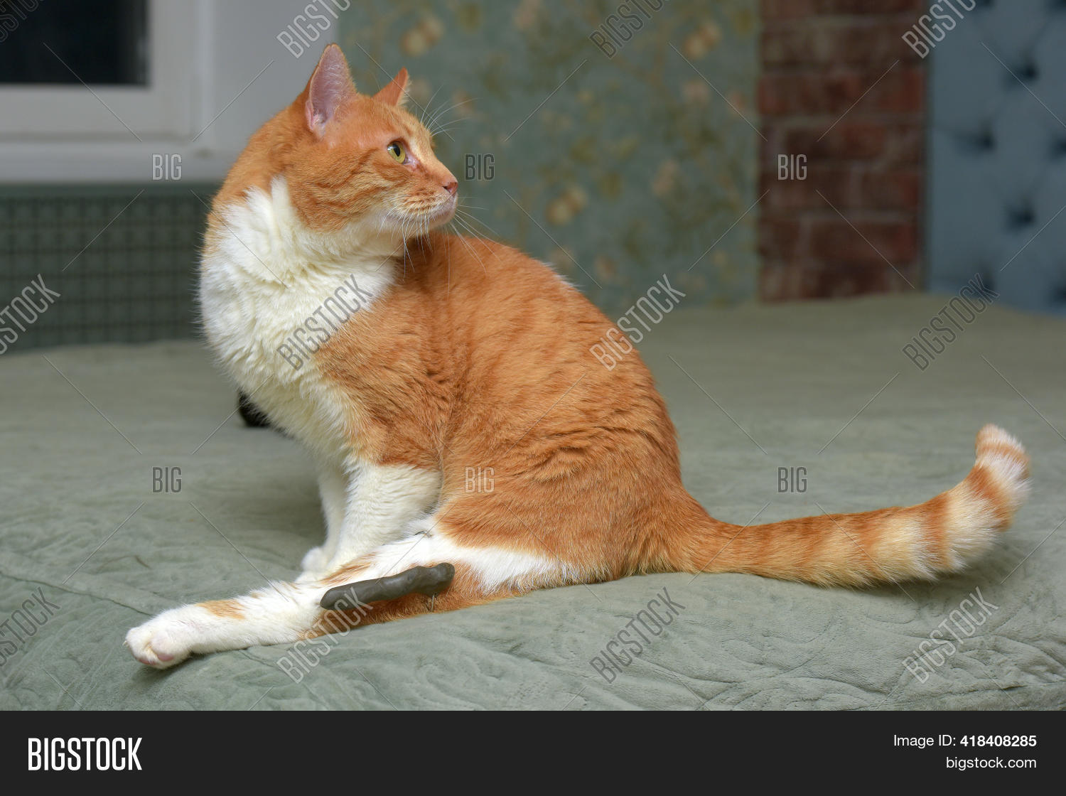 Cat Broken Leg Fixing Image & Photo (Free Trial) Bigstock