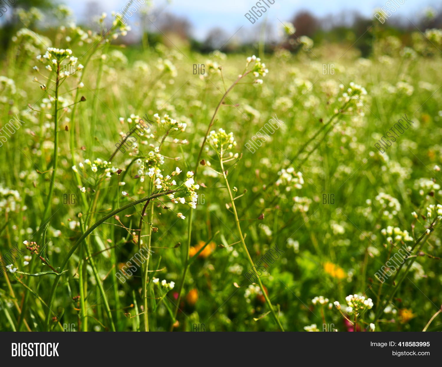 Shepherd's Purse Plant Image & Photo (Free Trial) Bigstock