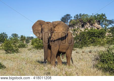 African Bush Elephant Walking In Boulder Scenery In Kruger National Park, South Africa ; Specie Loxo