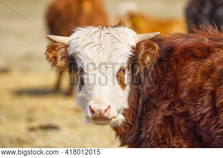 Young Chandler Herefords Cow Portrait. Brown And White Paint Cow. Cute Orange Cow With White Head