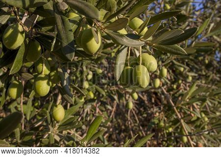 Olive Branch With Gordal Large Unripe Olives. Tierra De Barros Olive Grove, Extremadura, Spain