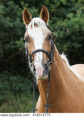 A Head Shot Of A Chestnut Horse With Blonde Mane In A Snaffle Bridle.