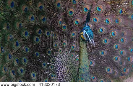 The Green Peafowl (pavo Muticus). Close Up Detail Of Green Peafowl Male In The Wild