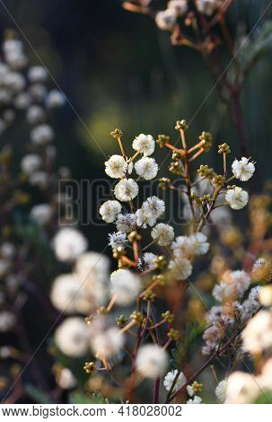 Australian Woodland Scene Of Yellow Flowers And Buds Of The Australian Native Sunshine Wattle, Acaci