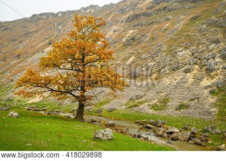 Autumn landscape, big single tree with yellow leavers hiding in the hills, north of Moldova