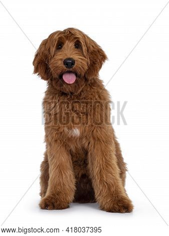 Handsome Male Apricot Or Red Australian Cobberdog Aka Labradoodle, Sitting Up Facing Front. Looking 