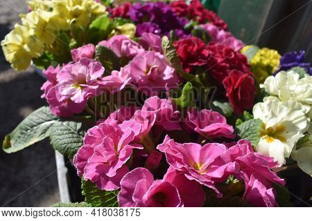 Multicolor Double Primroses /primula Acaulis/ First Flower Blossoming. Colorful Perennial Primroses 