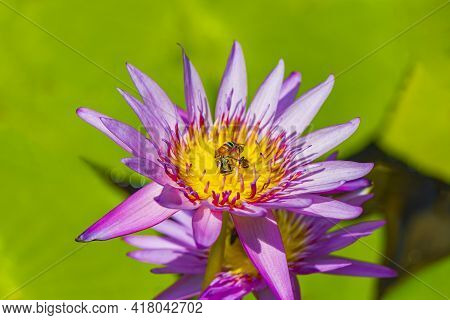 Bees Get Nectar From Beautiful Purple Yellow Water Lily Thailand.