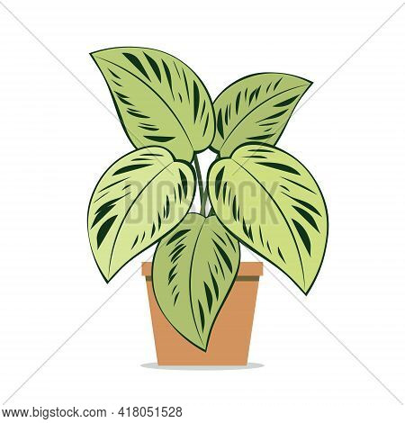 Houseplant Aglaonema. Potted Plant. Detail Of The Interior. Isolated Vector Illustration On White Ba